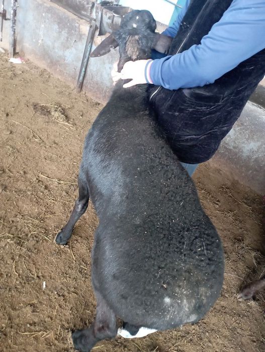 Qassob servis Qassob xizmati мясной услуги 24/7