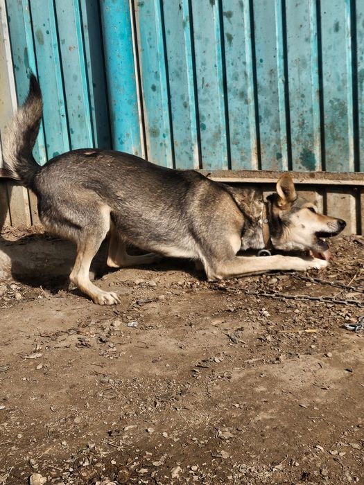 В добрые руки  Собака крысолов бесплатно