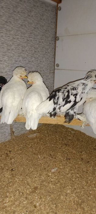 Япон 1 та  Хуроз ва 8 та Товуклари