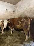 Vaca gestantă de vanzare