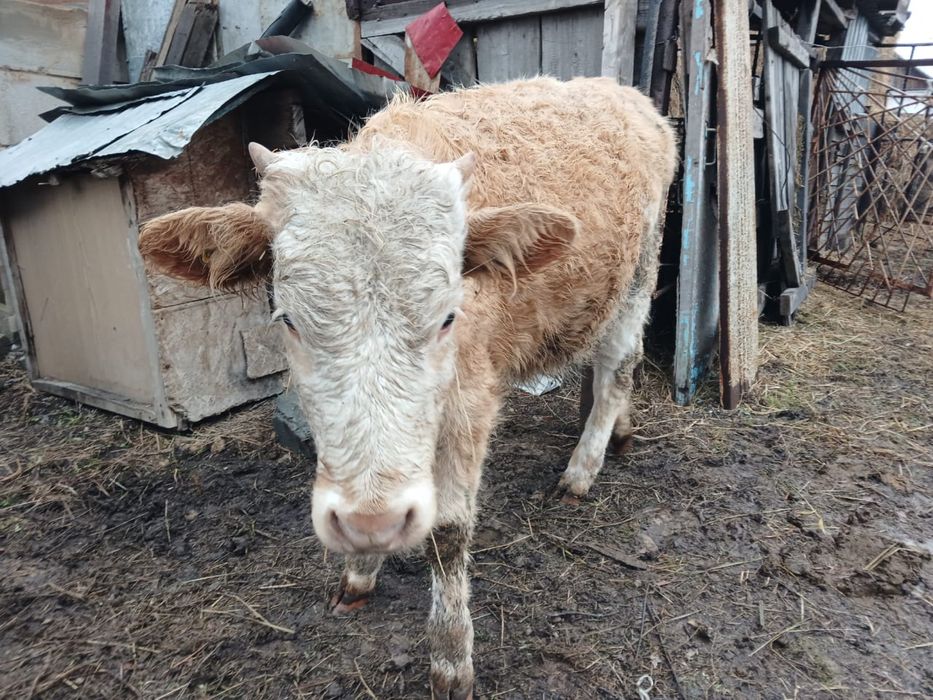 Продам коров 6 голов