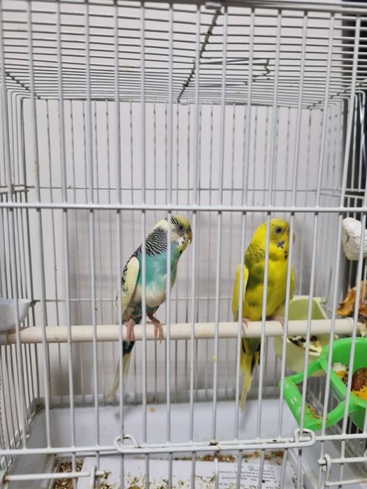 Волнистые  попугаи