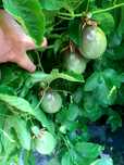 Plant exotice maracuja sterlizia adenium eucalipt