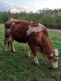 Vaca de  vanzare