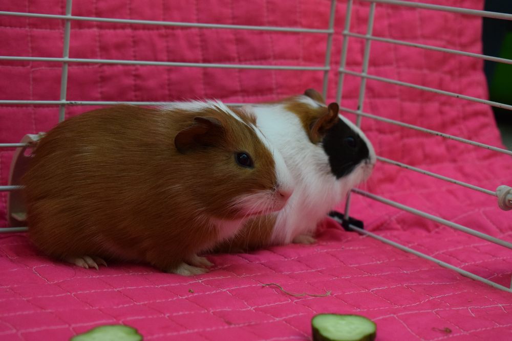 Porcușori de guinea
