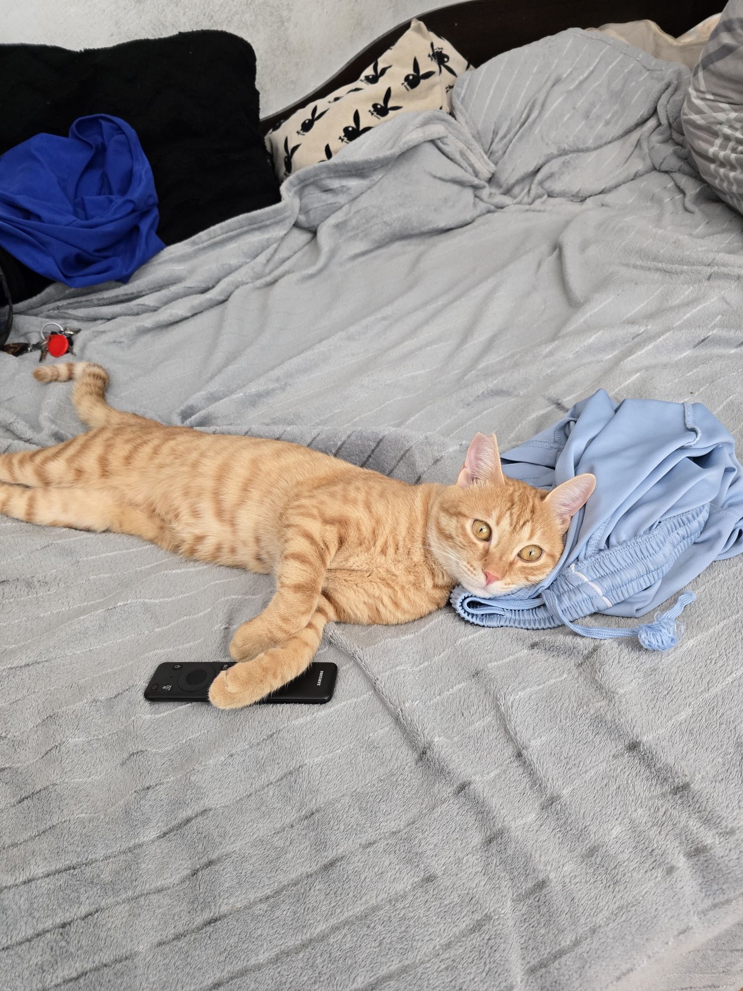 Подарявам мъжко коте