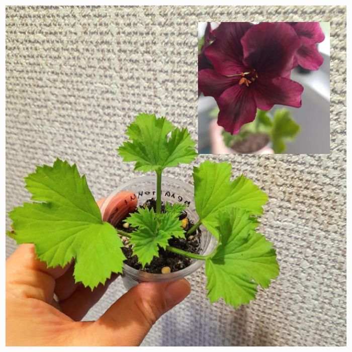 Продам Пеларгония королевская