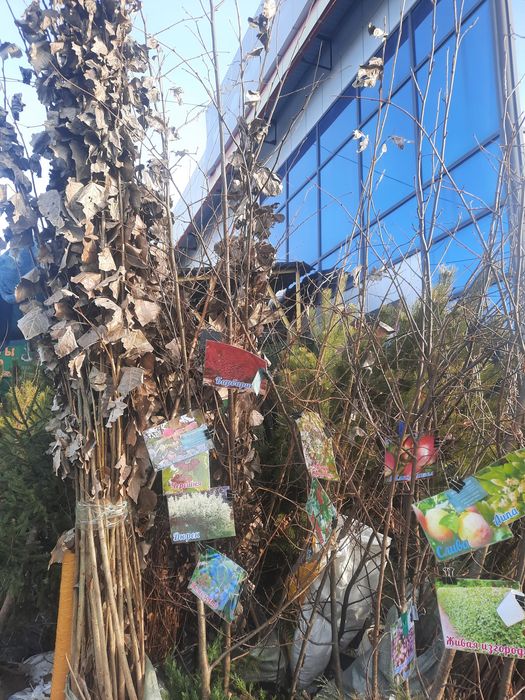 Тополя 1,5 и 3 метровые