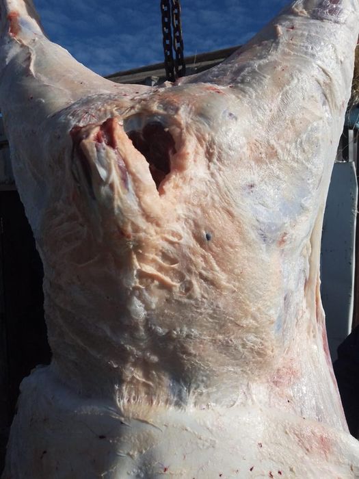 Продается телочки , бычки на Соғым