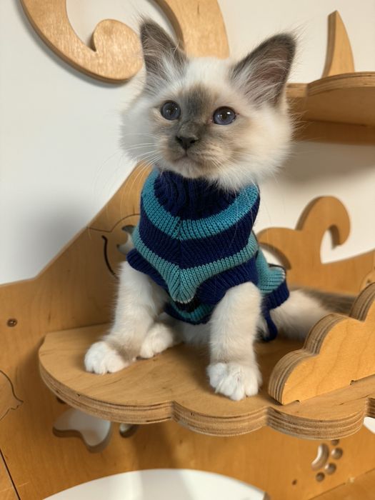 Бирманска Котка -единствена в България