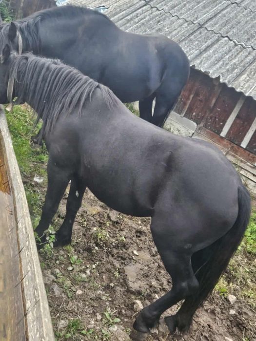 Armasar si iapa de vanzare