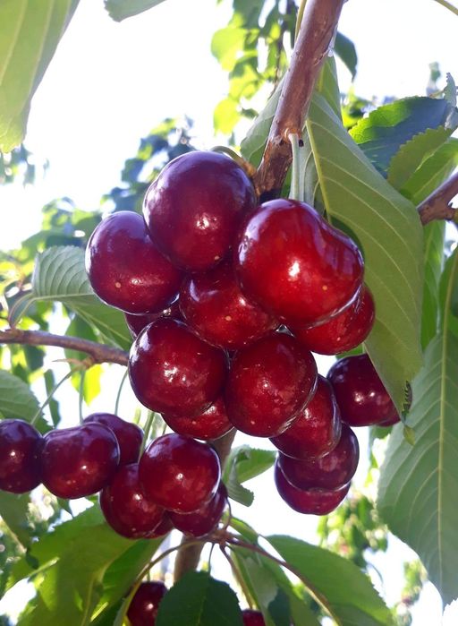 Gilos koʻchatlari 20 mingdan boshlandi joyidan kovlab beramiz