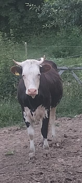 Junincă gestanta