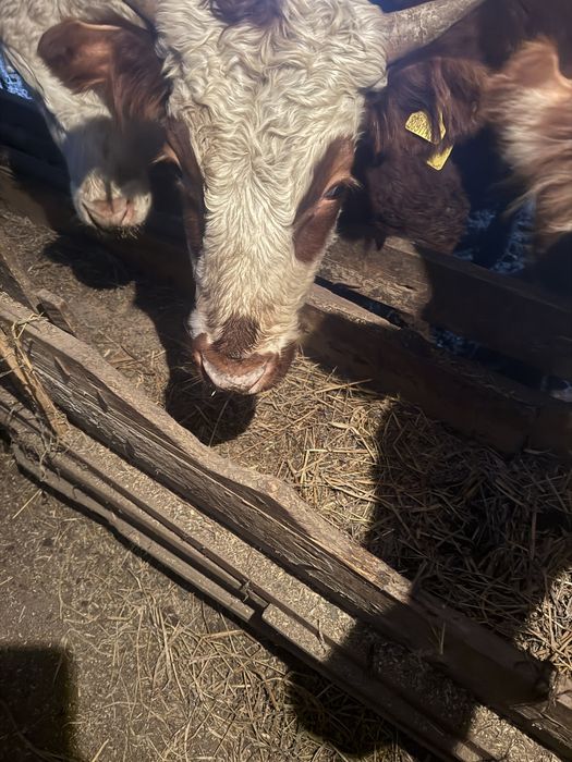 Продам телки и бычки обмен для баран