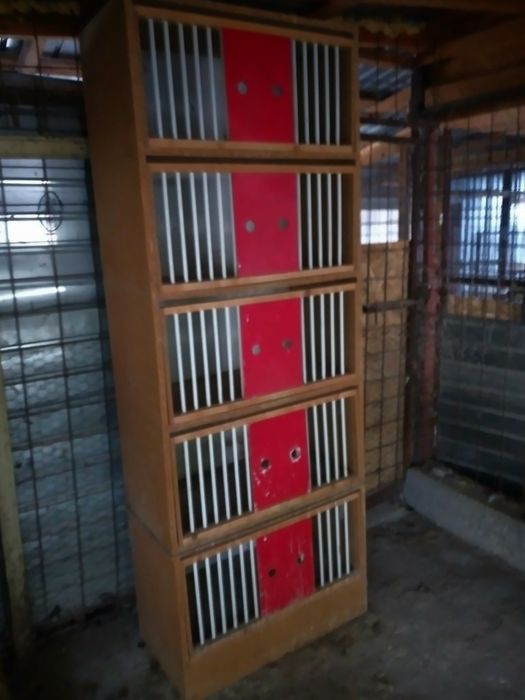 Boxe pentru porumbei