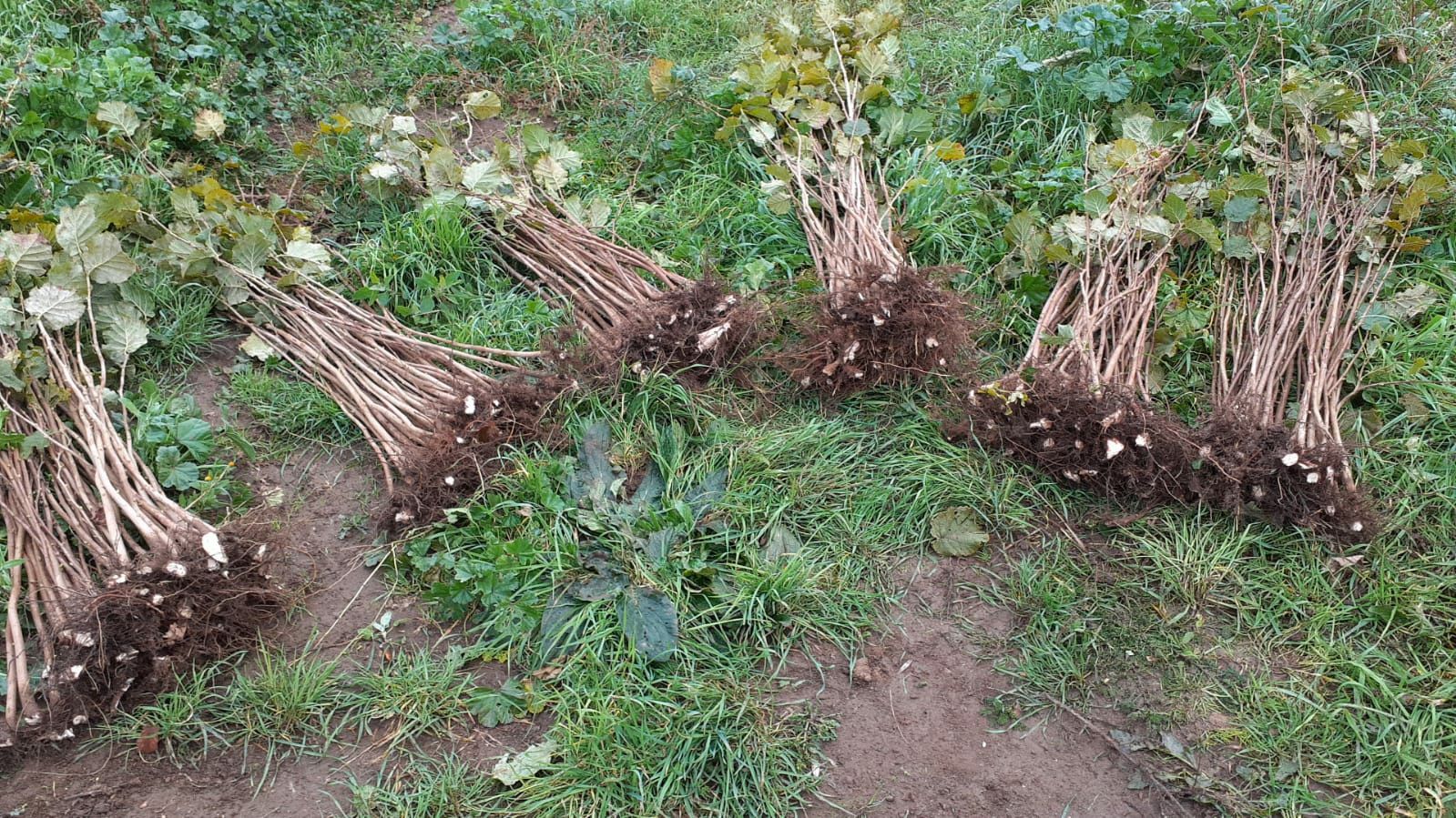 Marcote și butasi de alun