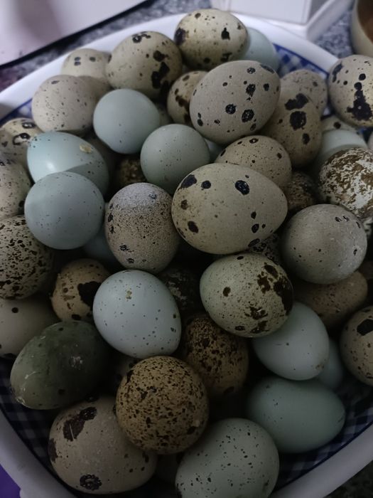 De vânzare ouă proaspete de prepeliță