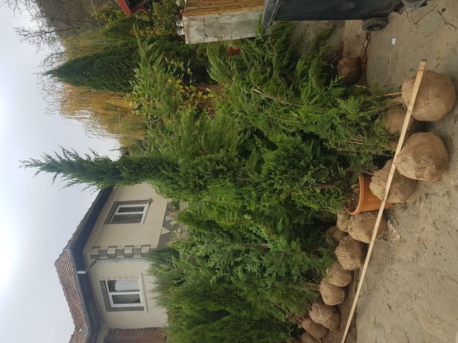 Plante ornamentale aclimatizate la balot