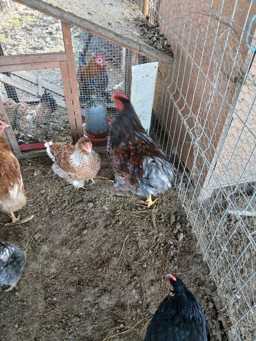 Gaini wiandote pereche /schimb