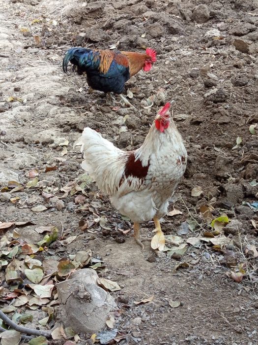 Asalomu alekum qorozlar sotladi