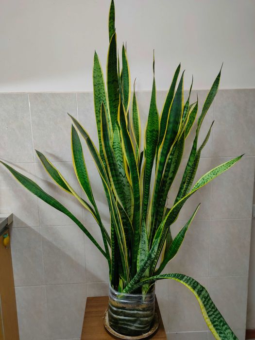 офисный цветок сансевиерия трёхполосная