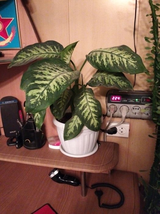 Комнатные растения