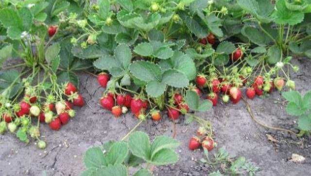 Продавам Разсад Ягоди