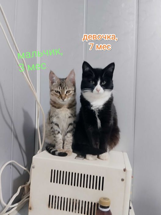 Умный котёнок тигрового окраса в добрые руки