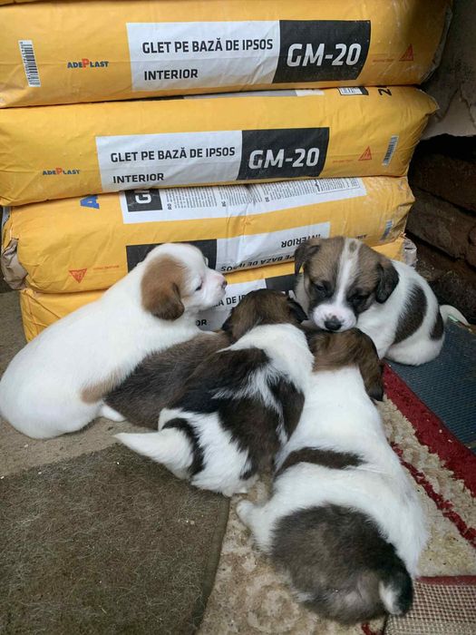 Donez câini iubitorilor de animale