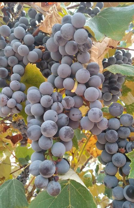 Butasi de vită de vie de anul 2 și de 3