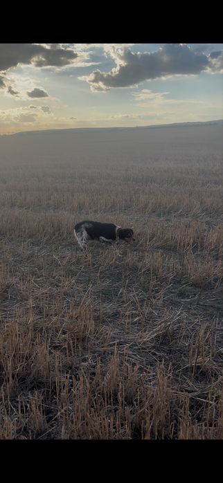 эпаньол бретон женски