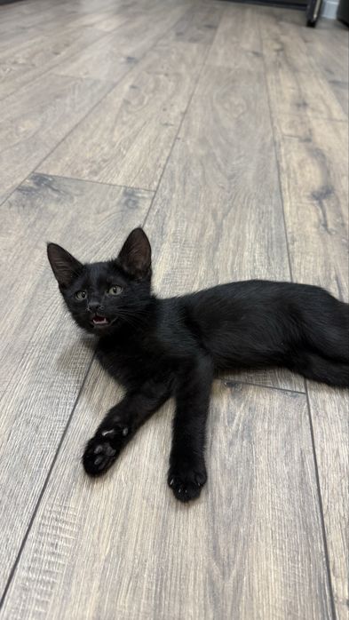 Котенок серныц зеленые глаза