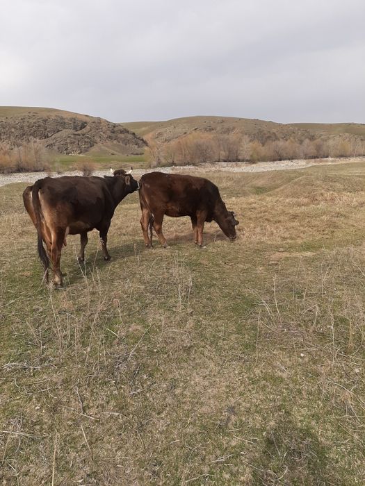 Тёлка стельная породистая