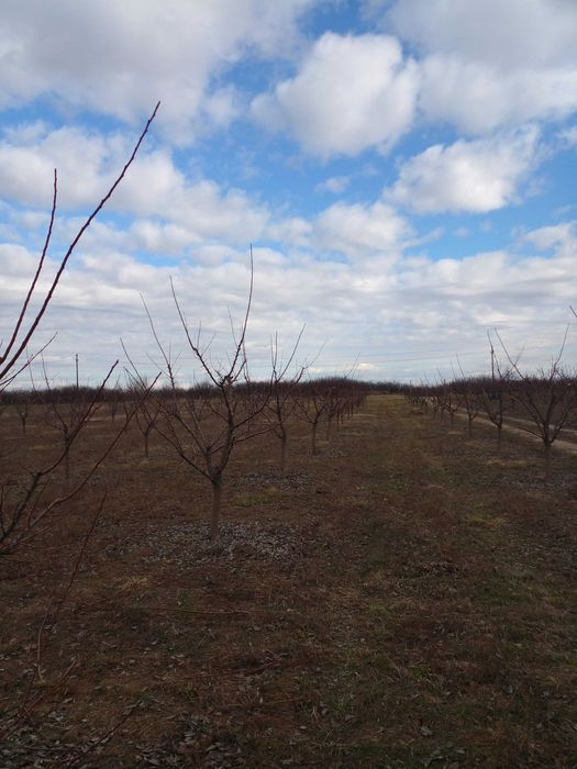 Toaletare pomi fructiferi