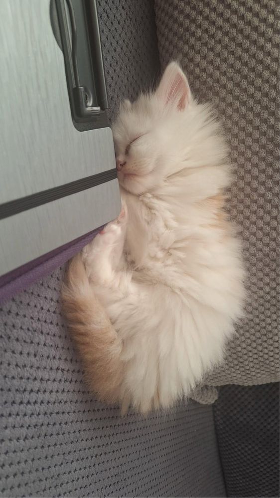 Продавам мъжко персийско коте