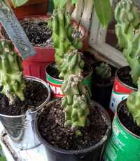 Vand cactus forma deosebita