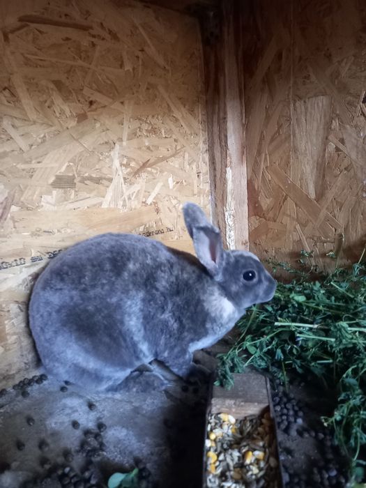 Vând iepuri Rex pitic si Cap de  leu