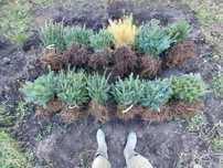 Pachet 1000 buc. puieti Infiintare Plantatie Pomi Craciun-10 specii