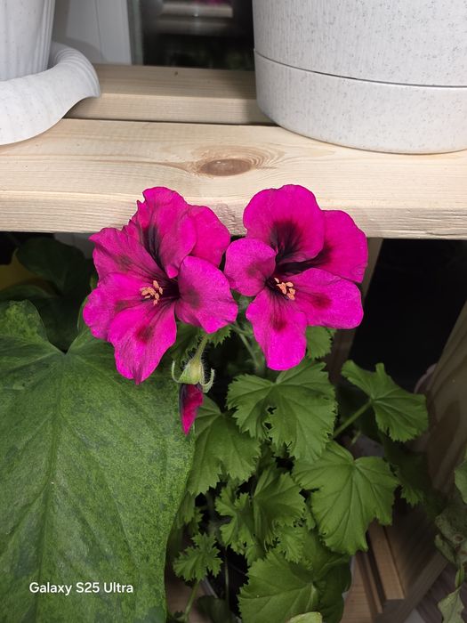 Продам черенки королевской пеларгонии