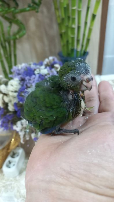 Продаётся птенец Какарика.