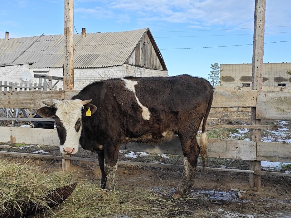 Продается 1.5 годовалая телка