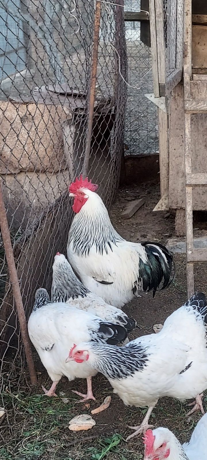 Vând cocoși diferite rase