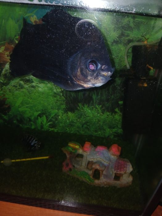 Пирани  Хишник...