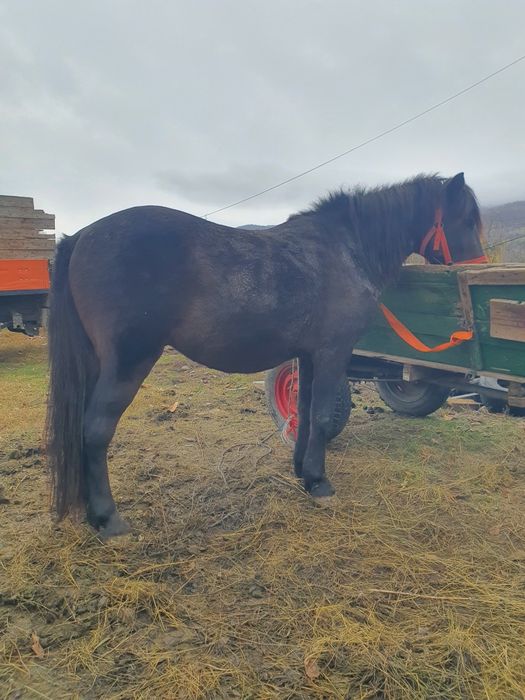 Vind ponei de talie înaltă