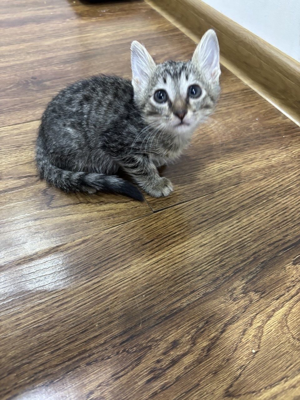 Котята двое самок и один самец