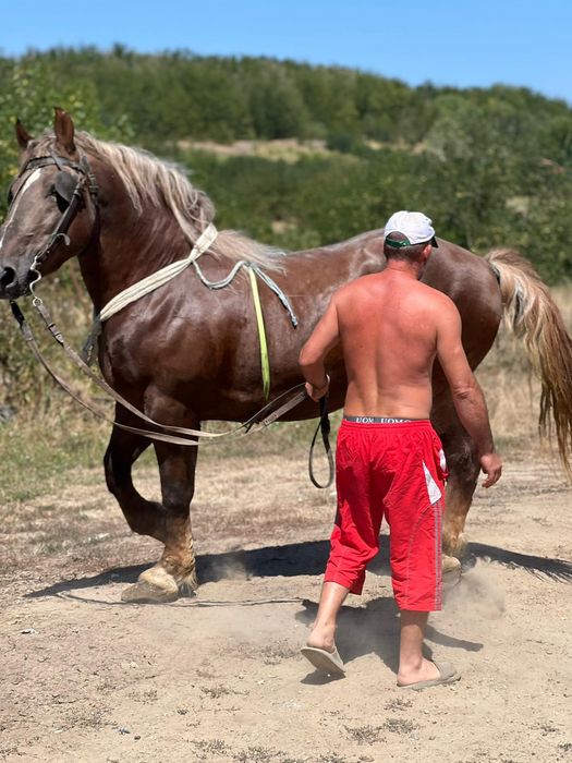 Armăsar de vânzare