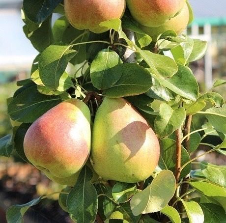 Pomi fructiferi columnari!