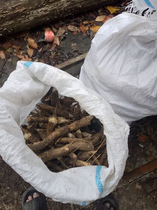 Vând hrean la kilogram