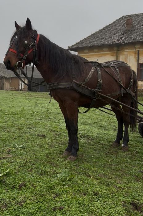 Se vinde cârlan învățat la căruță