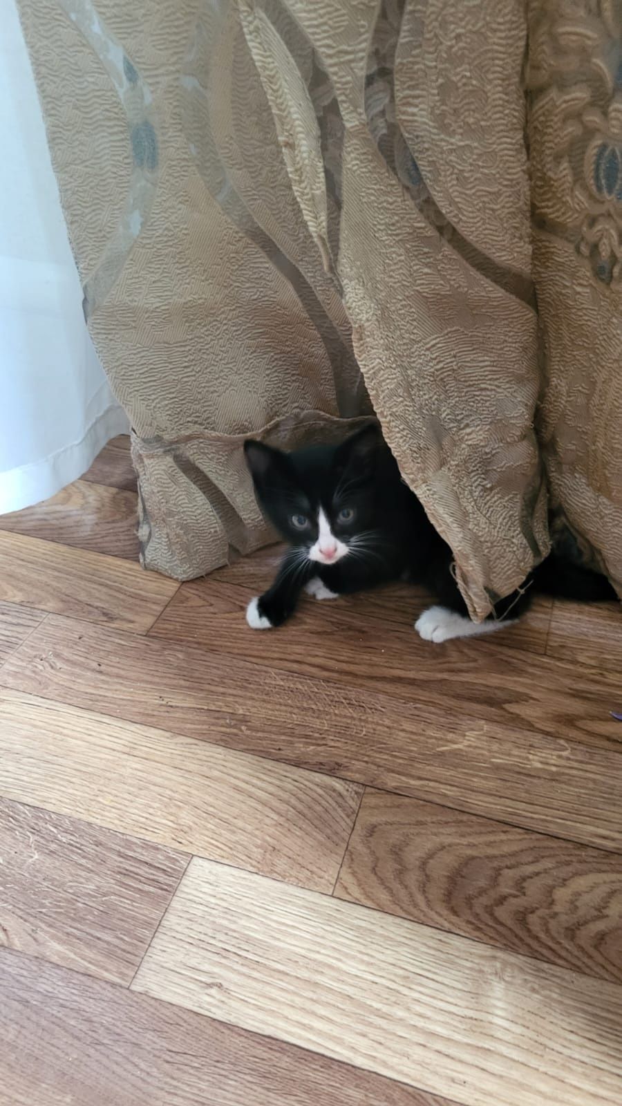 Кот. Котята. Кошечка.